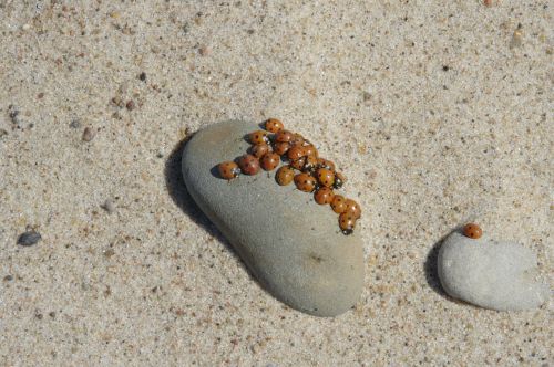 baltic sea beach sand