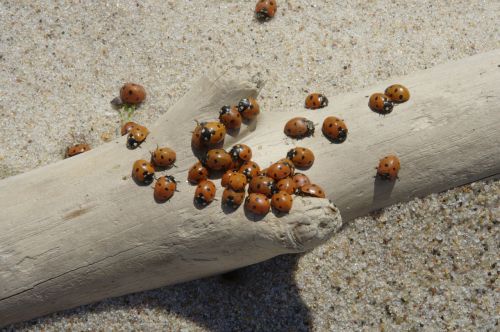 baltic sea beach sand