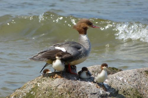 baltic sea rügen great crested grebe family