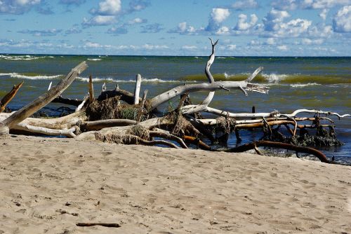 baltic sea latvia driftwood