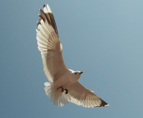 baltic sea seagull fly