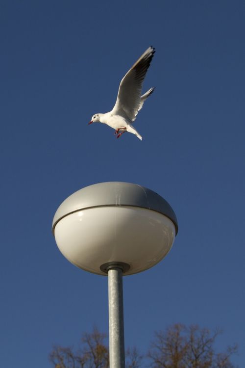 baltic sea seagull north sea