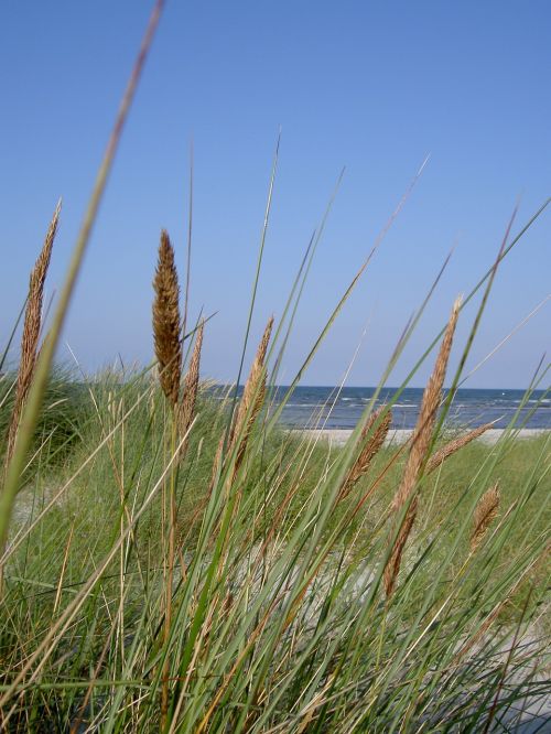 baltic sea beach grass