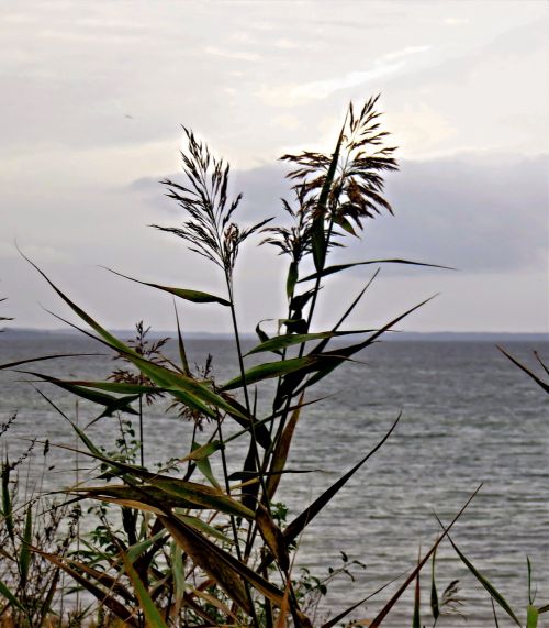 baltic sea autumn mood grey sea
