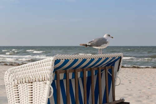 baltic sea  beach chair  seagull