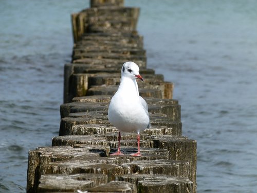 baltic sea  seagull  nature