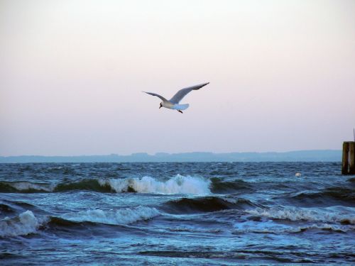 baltic sea seagull fly