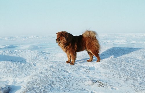 baltic sea  total frozen  chow chow