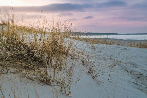 baltic sea  dune grass  beach