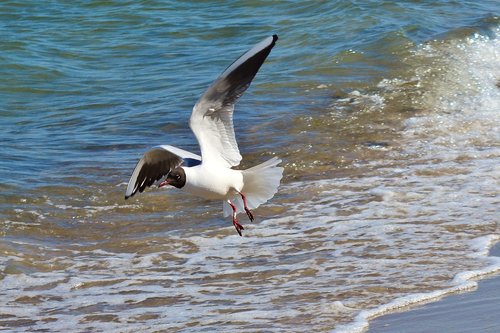 baltic sea  seagull  water bird