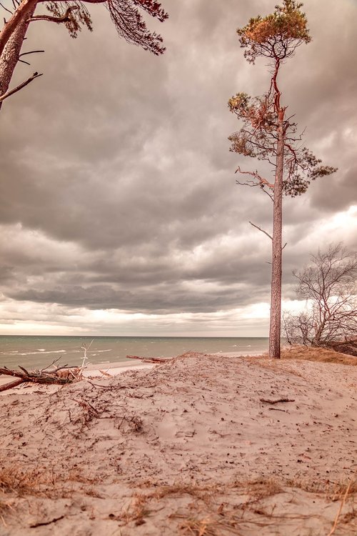 baltic sea  west beach  tree