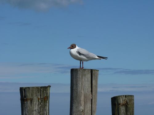 baltic sea gull darß