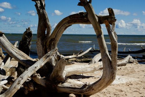 baltic sea beach driftwood