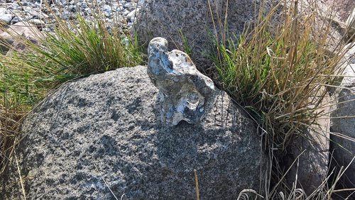 baltic sea coast  stone figure  bird