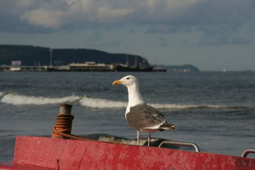 baltic sea coast poland sopot