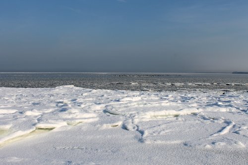 baltic sea in winter  birds on ice  baltic sea