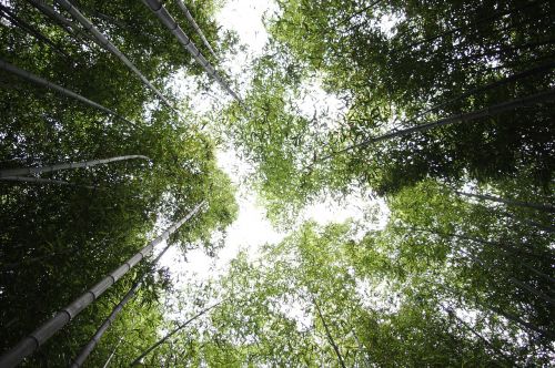 bamboo sky forest