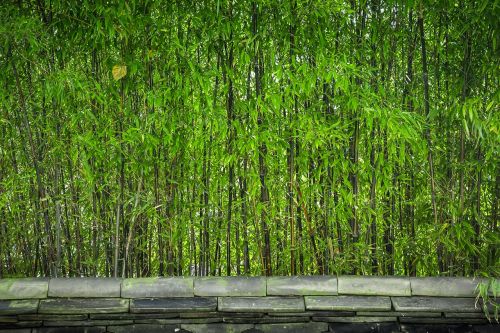 bamboo wood plants