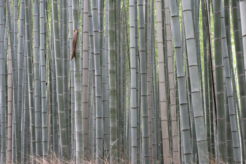bamboo forest plants
