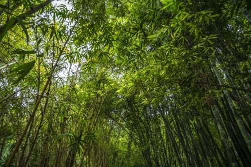 bamboo forest green
