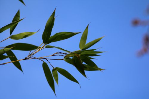 bamboo branch leaves