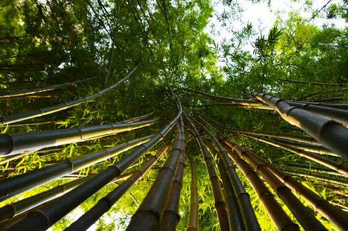 bamboo leaves tropical
