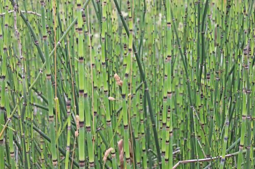 bamboo bamboo cane plant