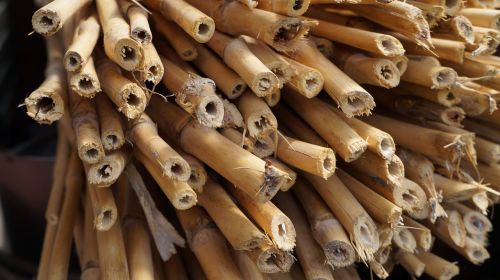 bamboo woody stalk