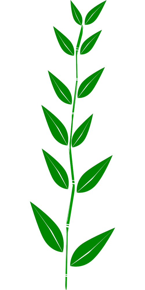 bamboo leaves plant