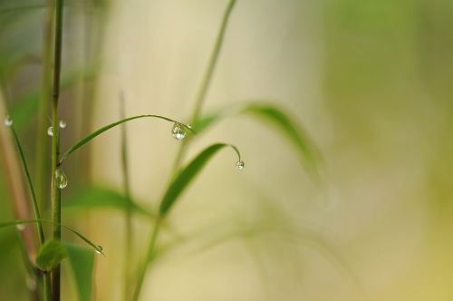bamboo drip raindrop