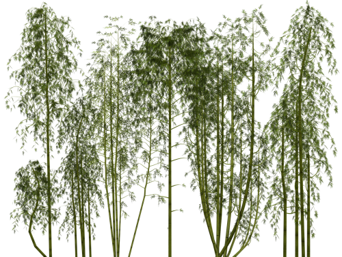 bamboo plant wellness