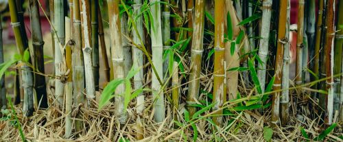 bamboo green background