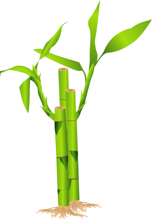 bamboo grass japan