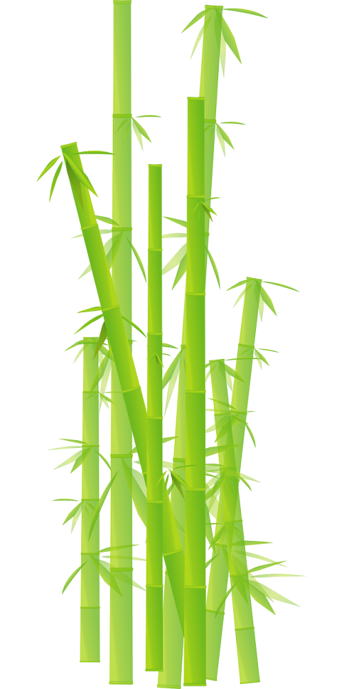 bamboo grass jungle