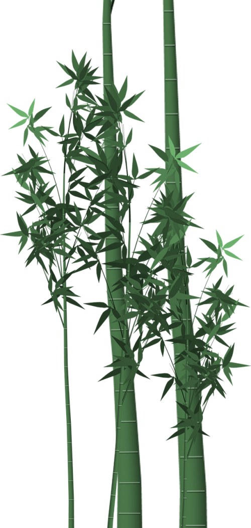 bamboo poaceae stalks