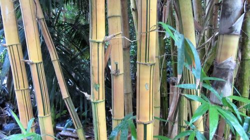 bamboo bamboo wood tropics