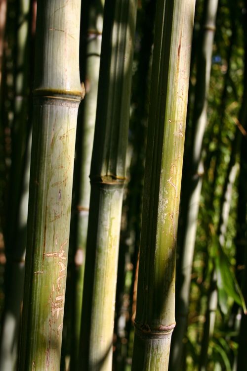 bamboo bamboo cane plant