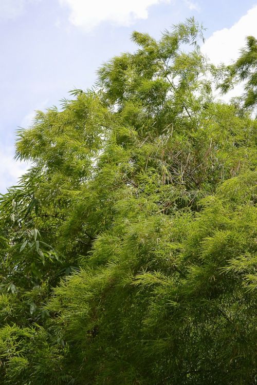 bamboo bamboo leafs leaves