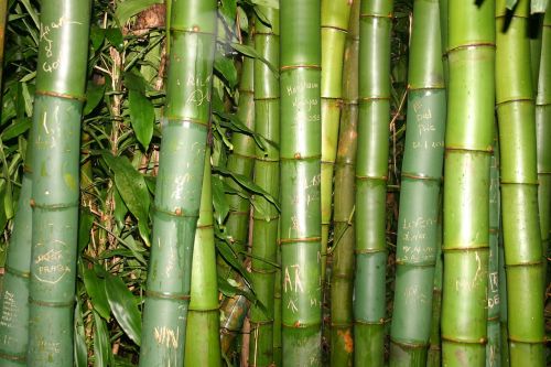 bamboo holiday exotic