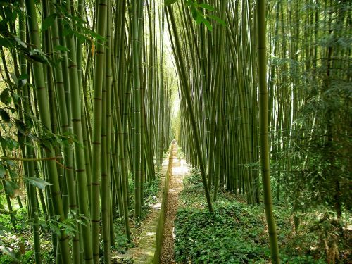 bamboo garden japanese garden