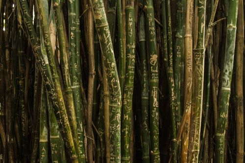 bamboo green nature