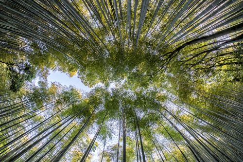 bamboo forest nature