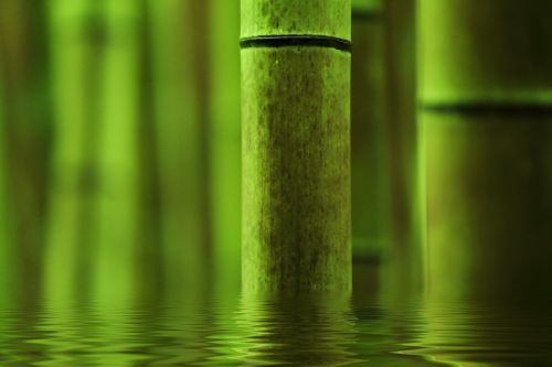 bamboo abstract green