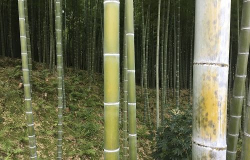 bamboo woods forest