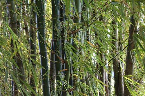 bamboo nature itapetininga