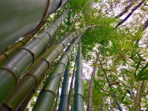 bamboo stalks green