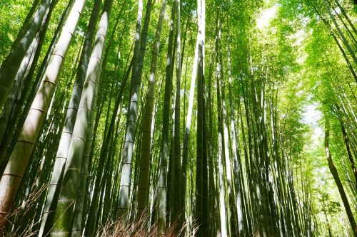 bamboo japan kyoto