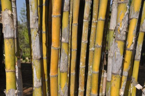 bamboo botany asia