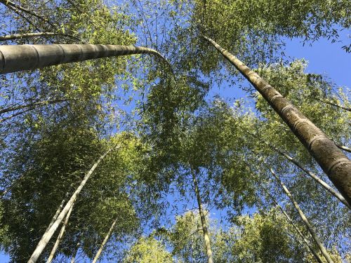 bamboo green tree