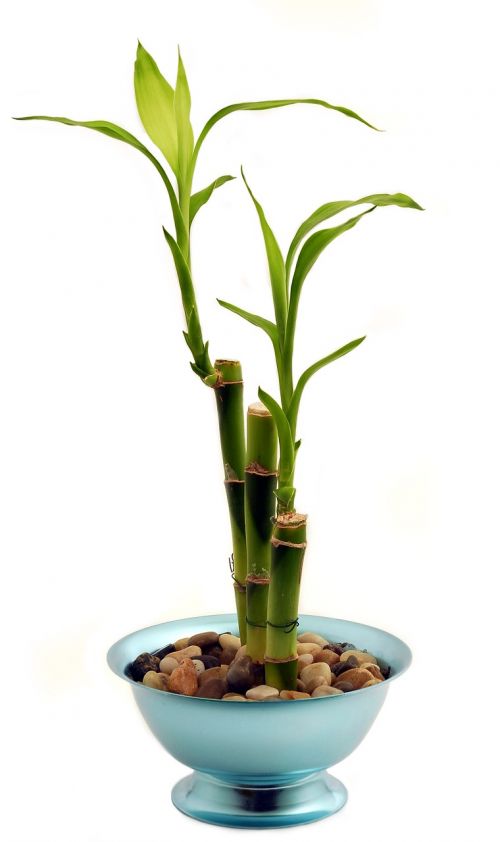 bamboo houseplant potted plant